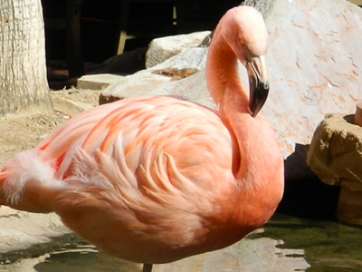 Flamingo  -  Chilean Flamingo